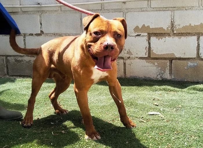 PENCHO, Canela y blanco Pelo: Corto Peso: 23 male 3yo American Staffordshire Terrier for adoption at AdoptaMur — Murcia Municipal Animal Adoption