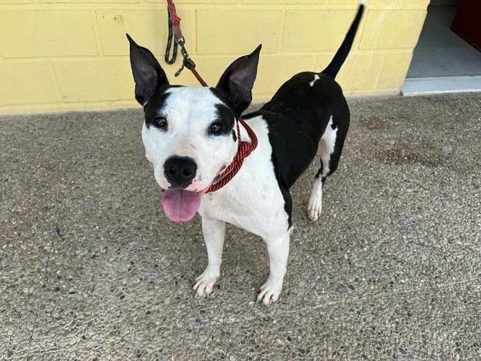 PRETTY, Negro y blanco Pelo: Corto Peso: 24 kg female 3yo American Staffordshire Terrier for adoption at AdoptaMur — Murcia Municipal Animal Adoption