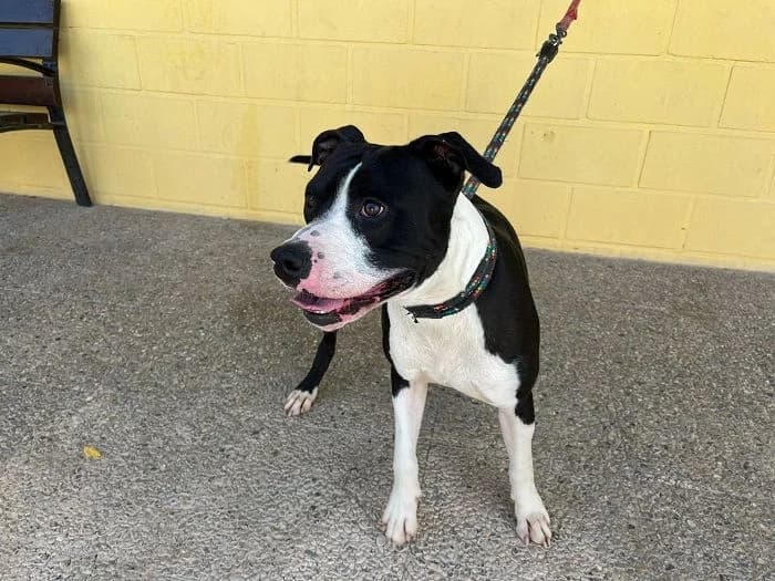 CHULO, Negro y blanco Pelo: Corto Peso: 29 kg male 3yo American Staffordshire Terrier for adoption at AdoptaMur — Murcia Municipal Animal Adoption