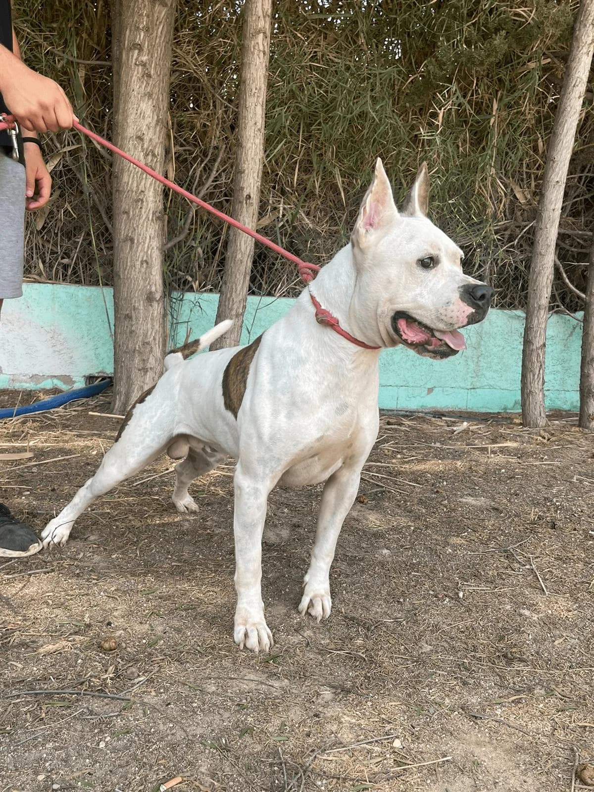 MAX, Blanco y atigrado Pelo: Corto Peso: 26 k male 3yo American Staffordshire Terrier for adoption at AdoptaMur — Murcia Municipal Animal Adoption