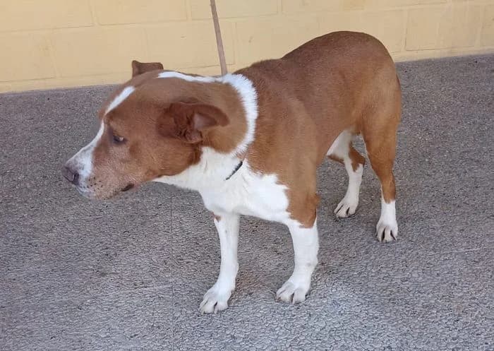 BRAN, Naranja y blanco Pelo: Corto Peso: 26 male 6yo Mixed Breed for adoption at AdoptaMur — Murcia Municipal Animal Adoption