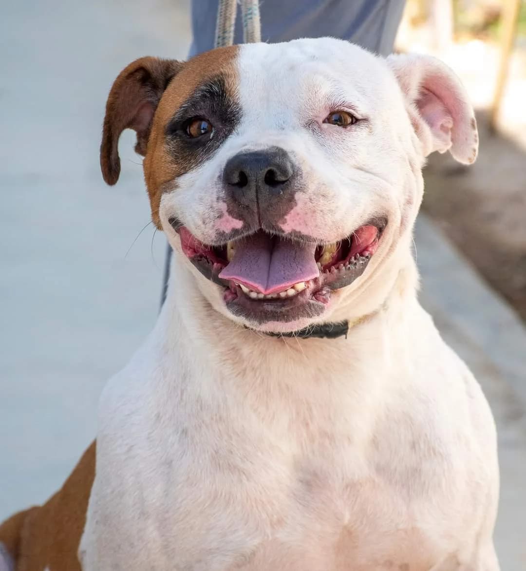 KIKA, female 3yo American Staffordshire Terrier for adoption at AdoptaMur — Murcia Municipal Animal Adoption