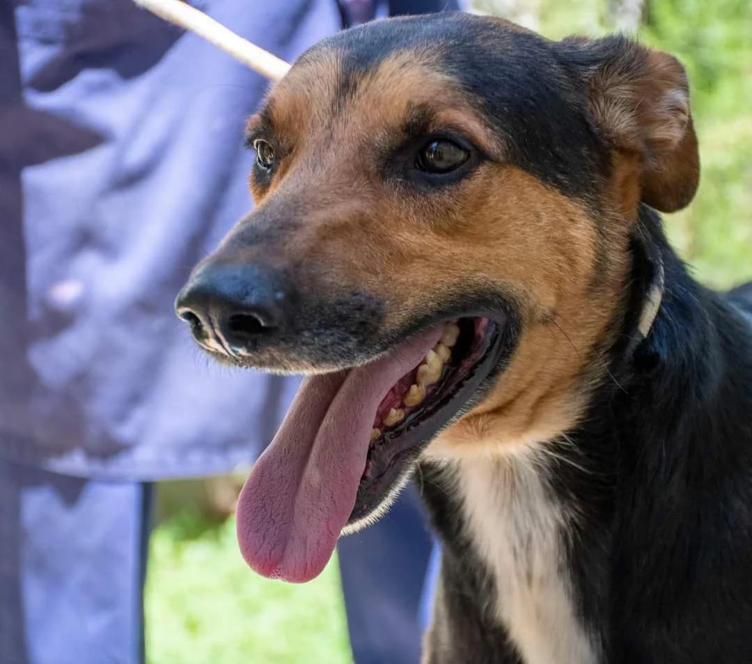 ROBIN, male 6yo German Shepherd for adoption at AdoptaMur — Murcia Municipal Animal Adoption
