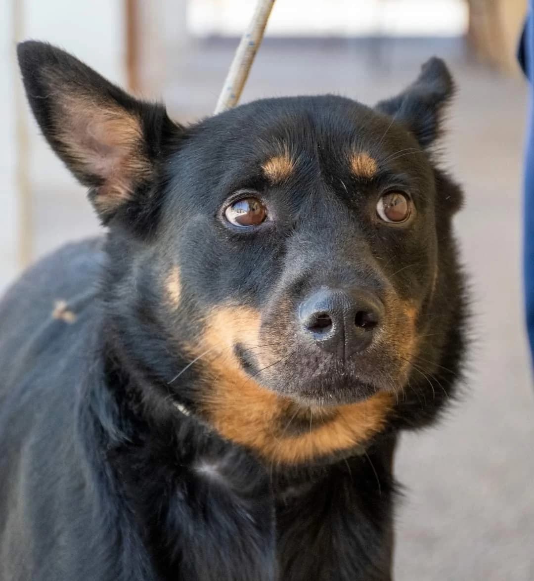 LUCAS, male 3yo Mixed Breed for adoption at AdoptaMur — Murcia Municipal Animal Adoption