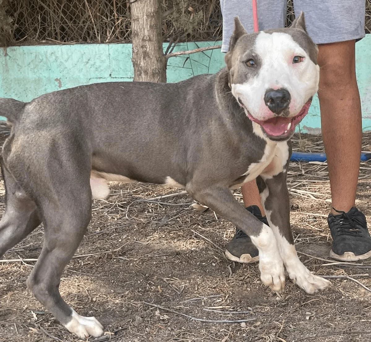 ALTZAIRUA, ACERO Y BLANCO PELO: CORTO PESO: 30 KG male 5yo American Staffordshire Terrier for adoption at AdoptaMur — Murcia Municipal Animal Adoption