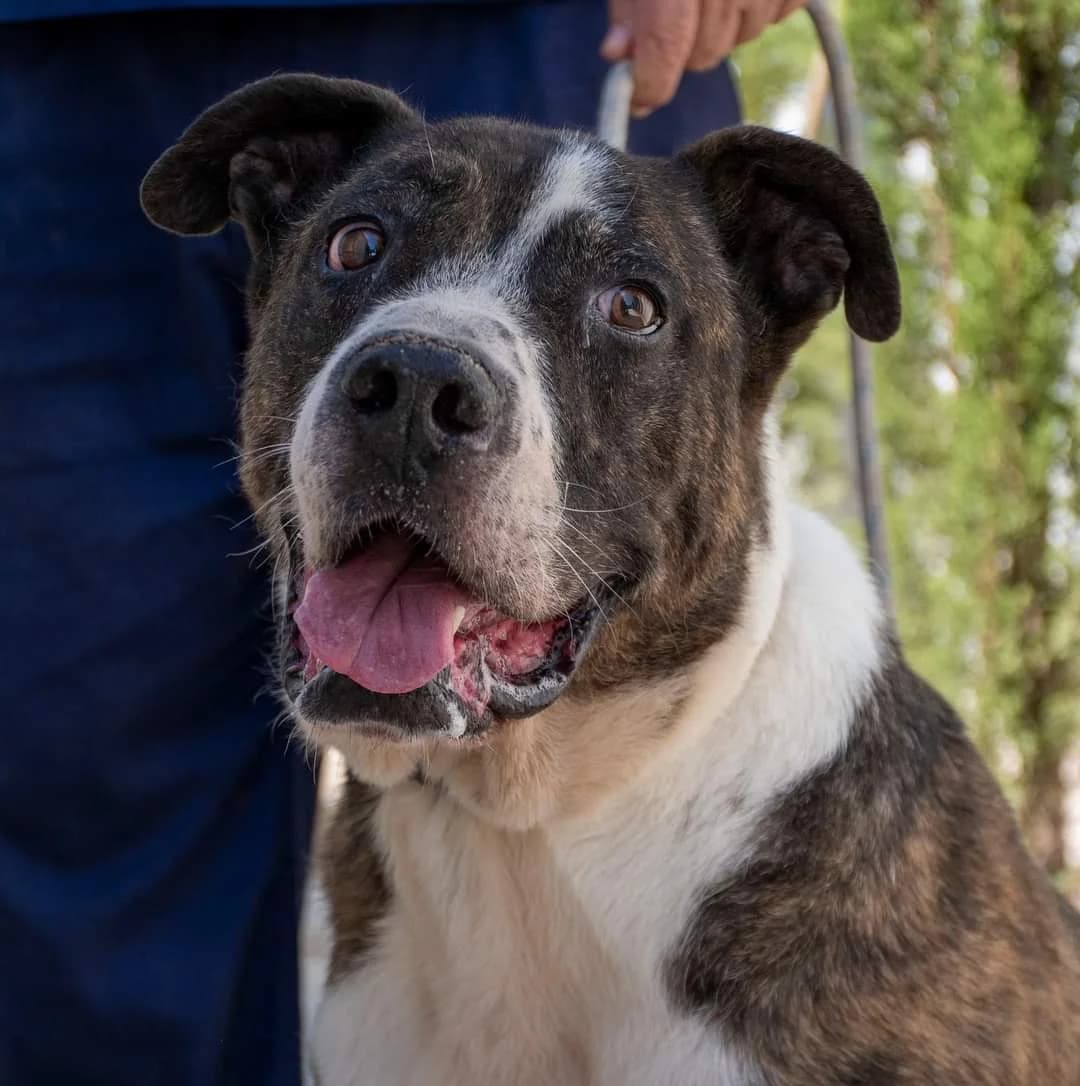 DUC, male senior American Staffordshire Terrier for adoption at AdoptaMur — Murcia Municipal Animal Adoption