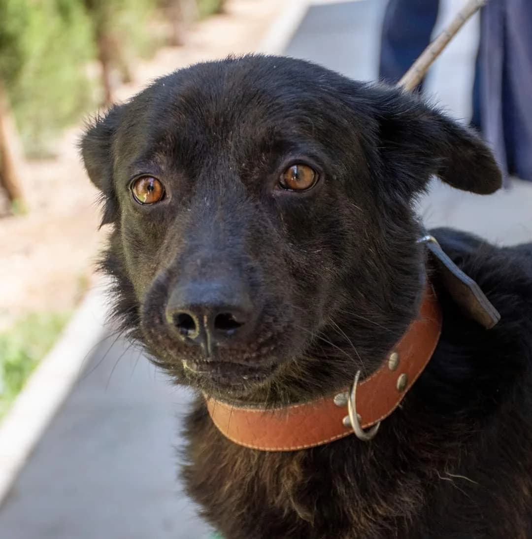 TERRY, male senior Persian for adoption at AdoptaMur — Murcia Municipal Animal Adoption