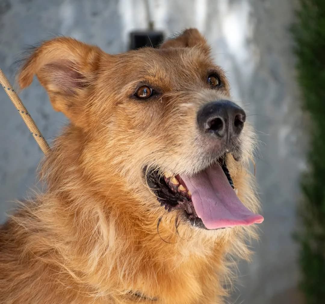 GORDON, male senior Mixed Breed for adoption at AdoptaMur — Murcia Municipal Animal Adoption