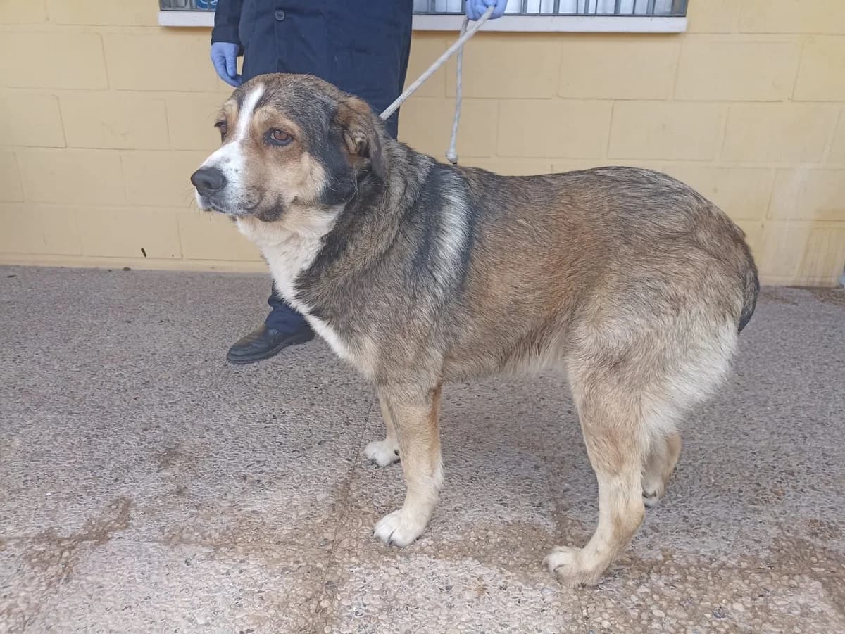 OTELO, Lobero Pelo: Corto Edad: 01/03/2016 Peso male senior Mixed Breed for adoption at AdoptaMur — Murcia Municipal Animal Adoption