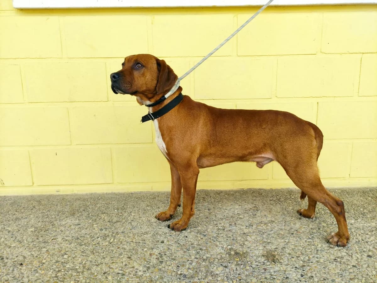 BAD, canela pechera Pelo: Corto Edad: 18/01/2 male senior Mixed Breed for adoption at AdoptaMur — Murcia Municipal Animal Adoption