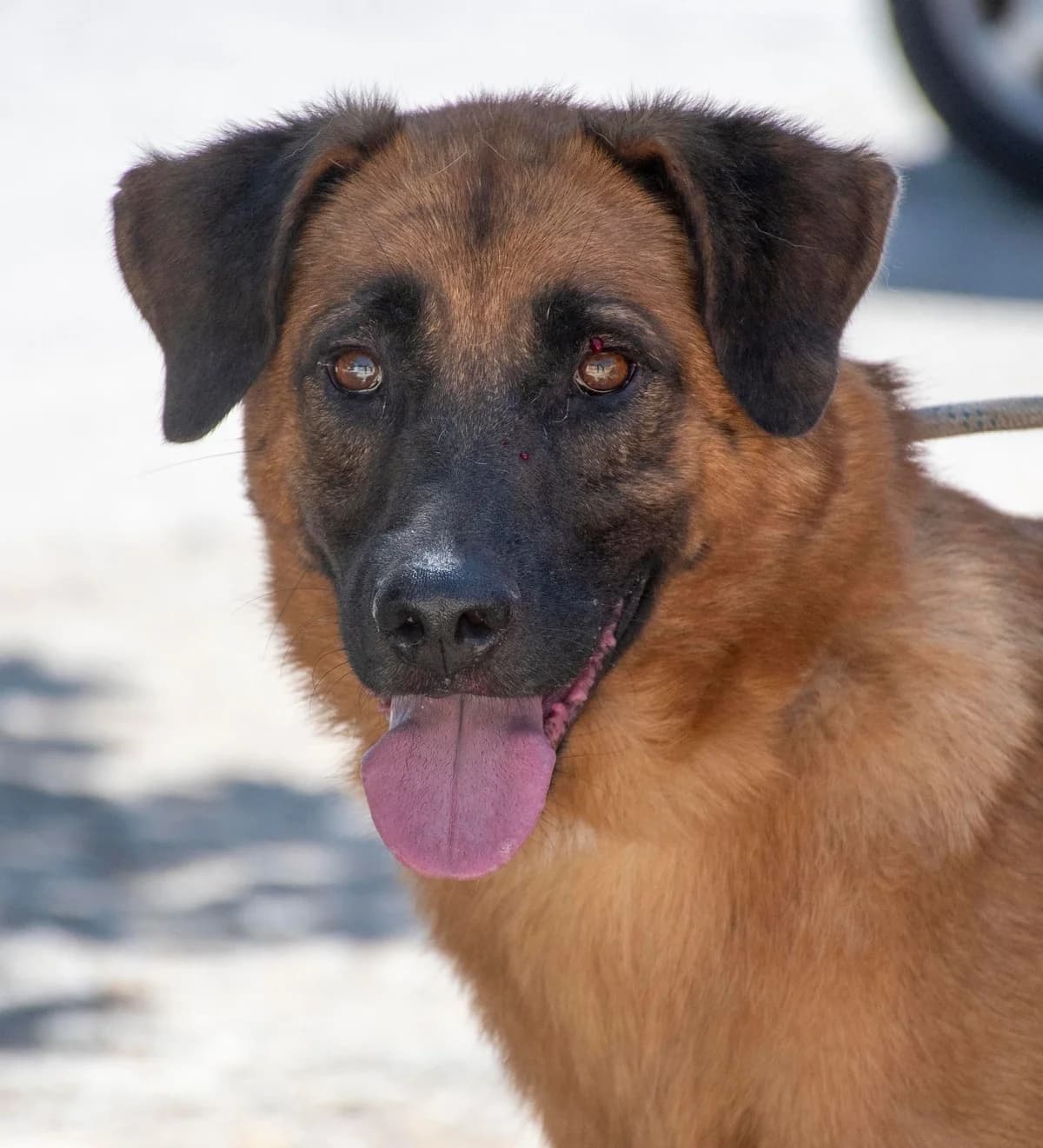 CESAR, male 4yo Mixed Breed for adoption at AdoptaMur — Murcia Municipal Animal Adoption