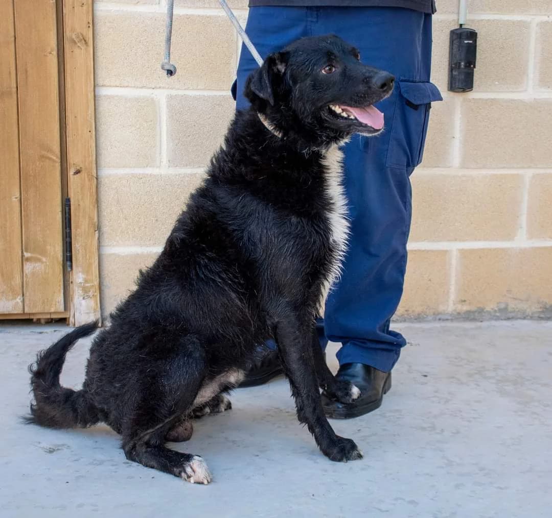 MIRLO, male 5yo Mixed Breed for adoption at AdoptaMur — Murcia Municipal Animal Adoption