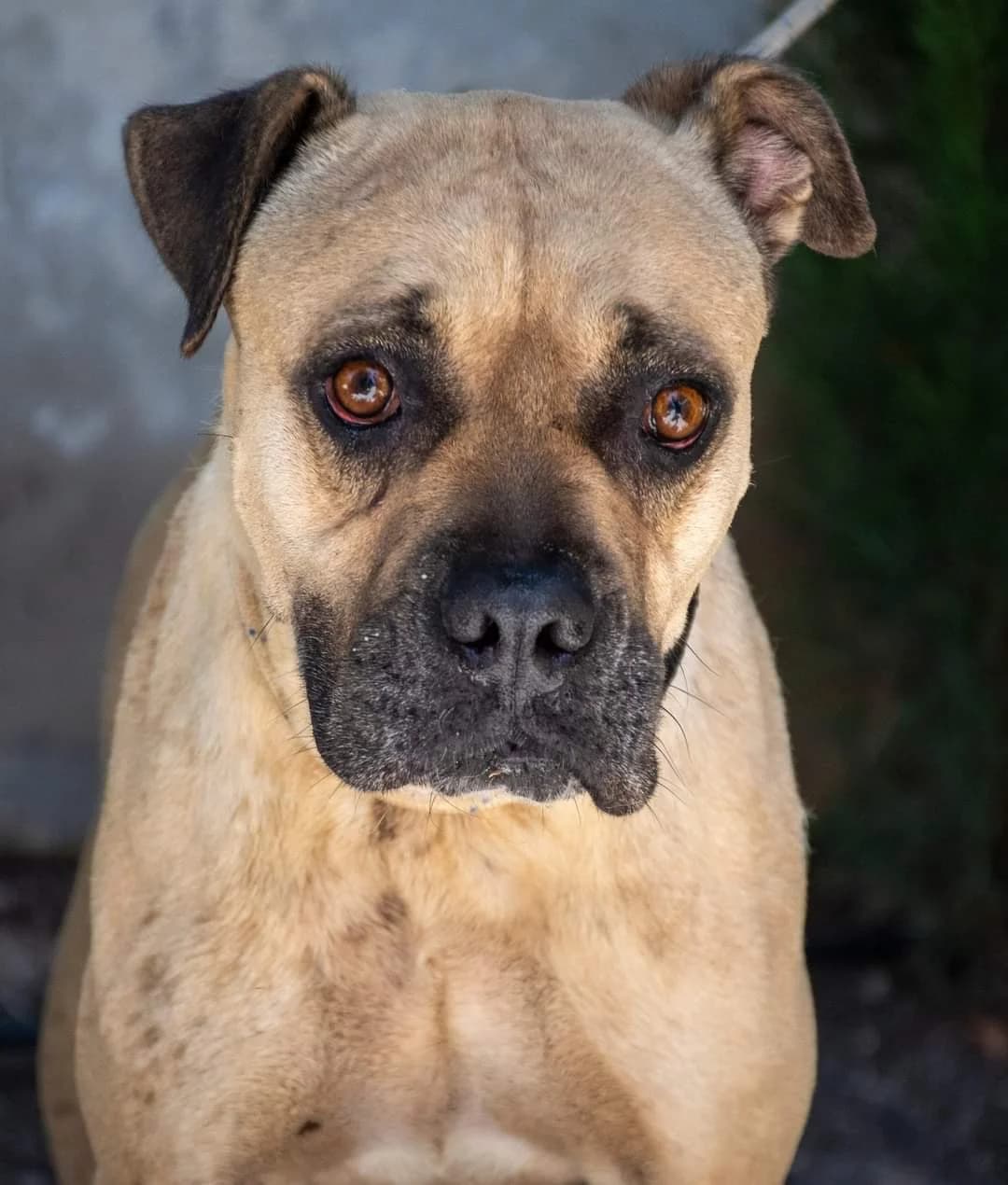 REINA, male senior American Staffordshire Terrier for adoption at AdoptaMur — Murcia Municipal Animal Adoption