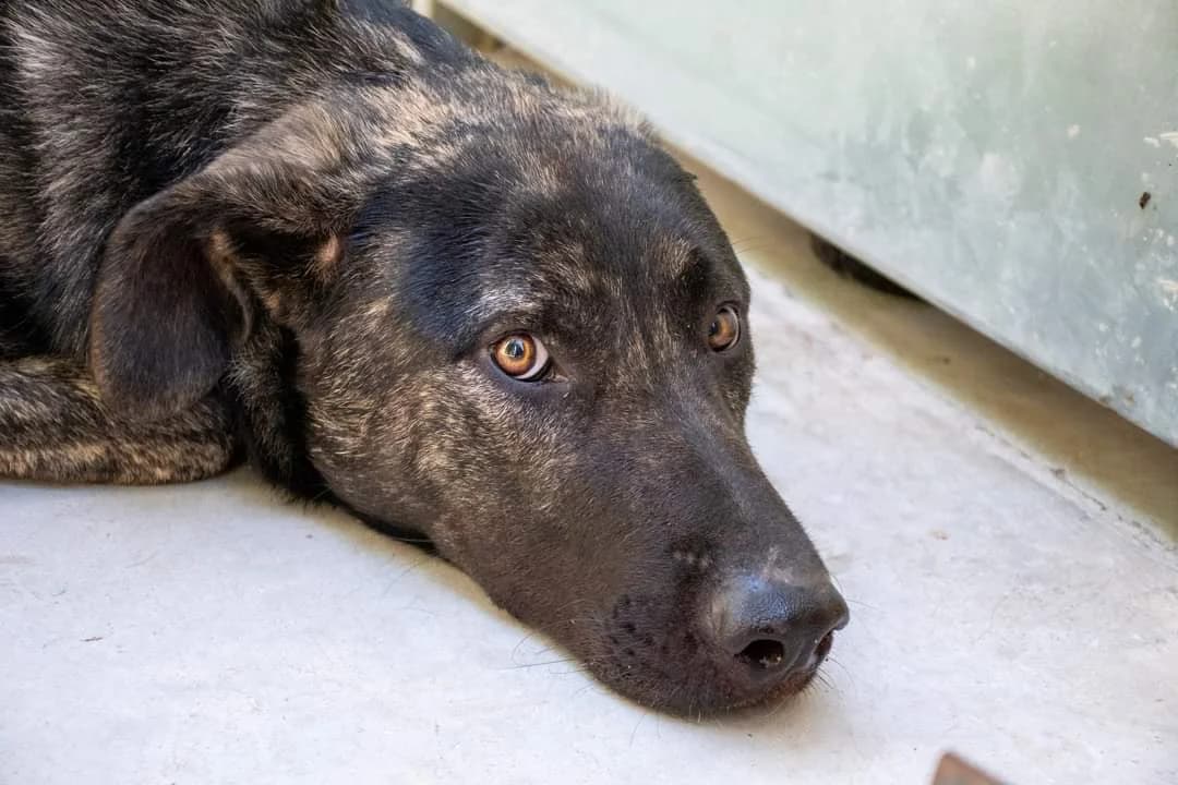 NACHO, male young Spanish Mastiff for adoption at AdoptaMur — Murcia Municipal Animal Adoption