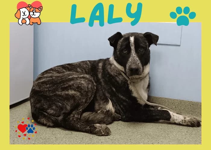 LALY, female young Spanish Mastiff for adoption at AdoptaMur — Murcia Municipal Animal Adoption