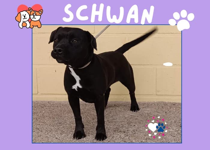 SCHWAN, female 6yo Pit Bull Terrier for adoption at AdoptaMur — Murcia Municipal Animal Adoption