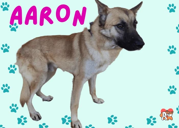 AARON, male 4yo Belgian Malinois for adoption at AdoptaMur — Murcia Municipal Animal Adoption