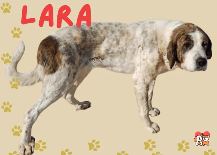 LARA, female senior Spanish Mastiff for adoption at AdoptaMur — Murcia Municipal Animal Adoption
