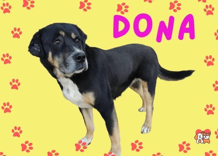 DONA, female young Mixed Breed for adoption at AdoptaMur — Murcia Municipal Animal Adoption