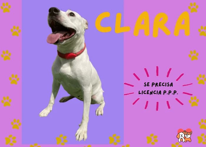 CLARA, Blanca y naranja Pelo: Corto Peso: 16 kg female 3yo Pit Bull Terrier for adoption at AdoptaMur — Murcia Municipal Animal Adoption