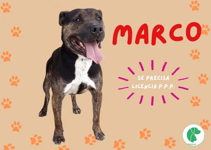 MARCO, male 3yo American Staffordshire Terrier for adoption at AdoptaMur — Murcia Municipal Animal Adoption