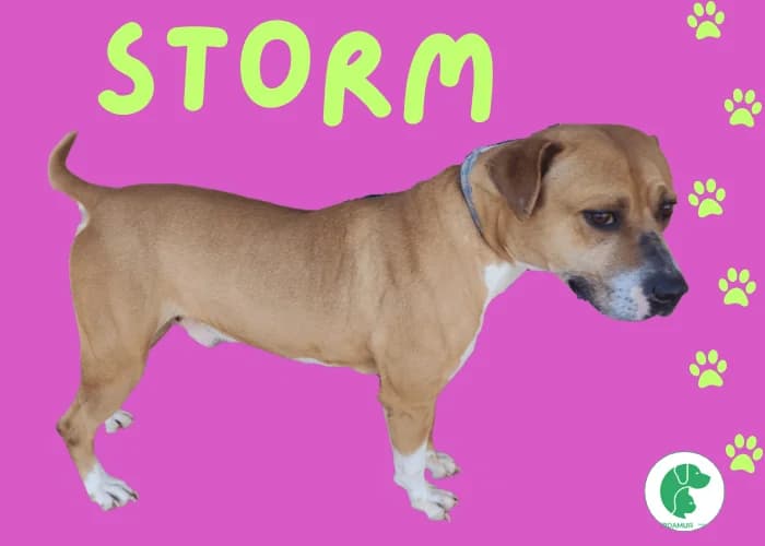 STORM, male 3yo Pit Bull Terrier for adoption at AdoptaMur — Murcia Municipal Animal Adoption