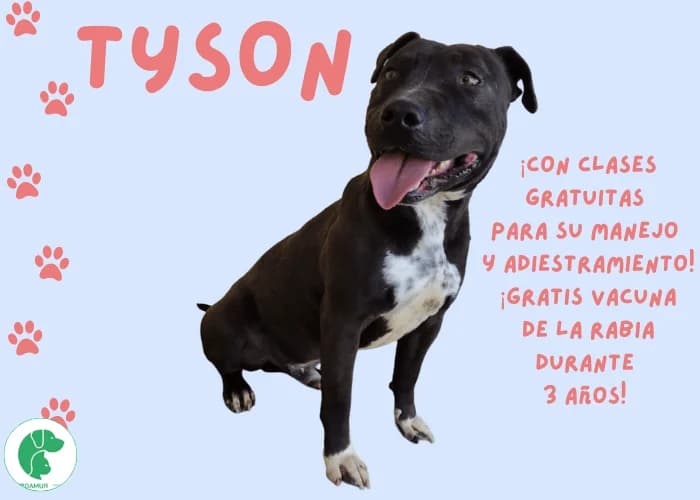 TYSON, male 3yo Staffordshire Bull Terrier for adoption at AdoptaMur — Murcia Municipal Animal Adoption