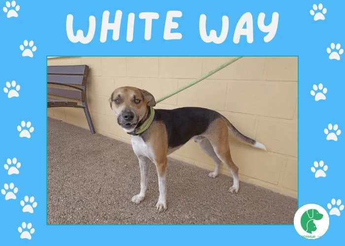 WHITE WAY, male 4yo Labrador Retriever for adoption at AdoptaMur — Murcia Municipal Animal Adoption