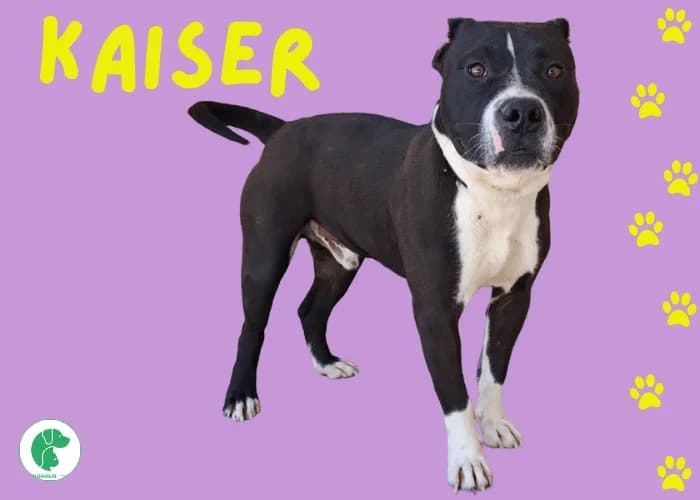 KAISER, male 3yo Pit Bull Terrier for adoption at AdoptaMur — Murcia Municipal Animal Adoption