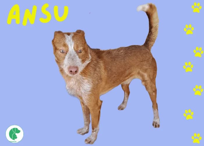 ANSU, male 5yo Podenco for adoption at AdoptaMur — Murcia Municipal Animal Adoption
