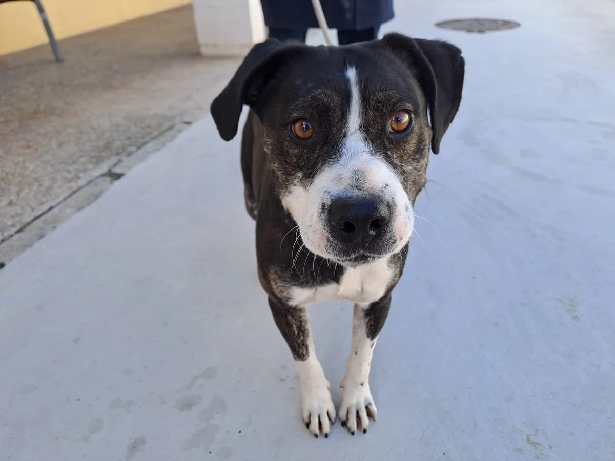 WALTER, Negro/Blanco Pelo: Corto Edad: 15/10/201 male senior Staffordshire Bull Terrier for adoption at AdoptaMur — Murcia Municipal Animal Adoption