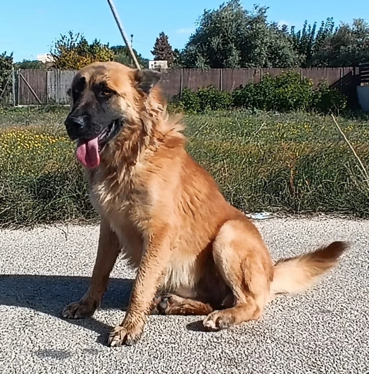FELIZ, Dorada Pelo: Largo Peso 29kg male young German Shepherd for adoption at AdoptaMur — Murcia Municipal Animal Adoption