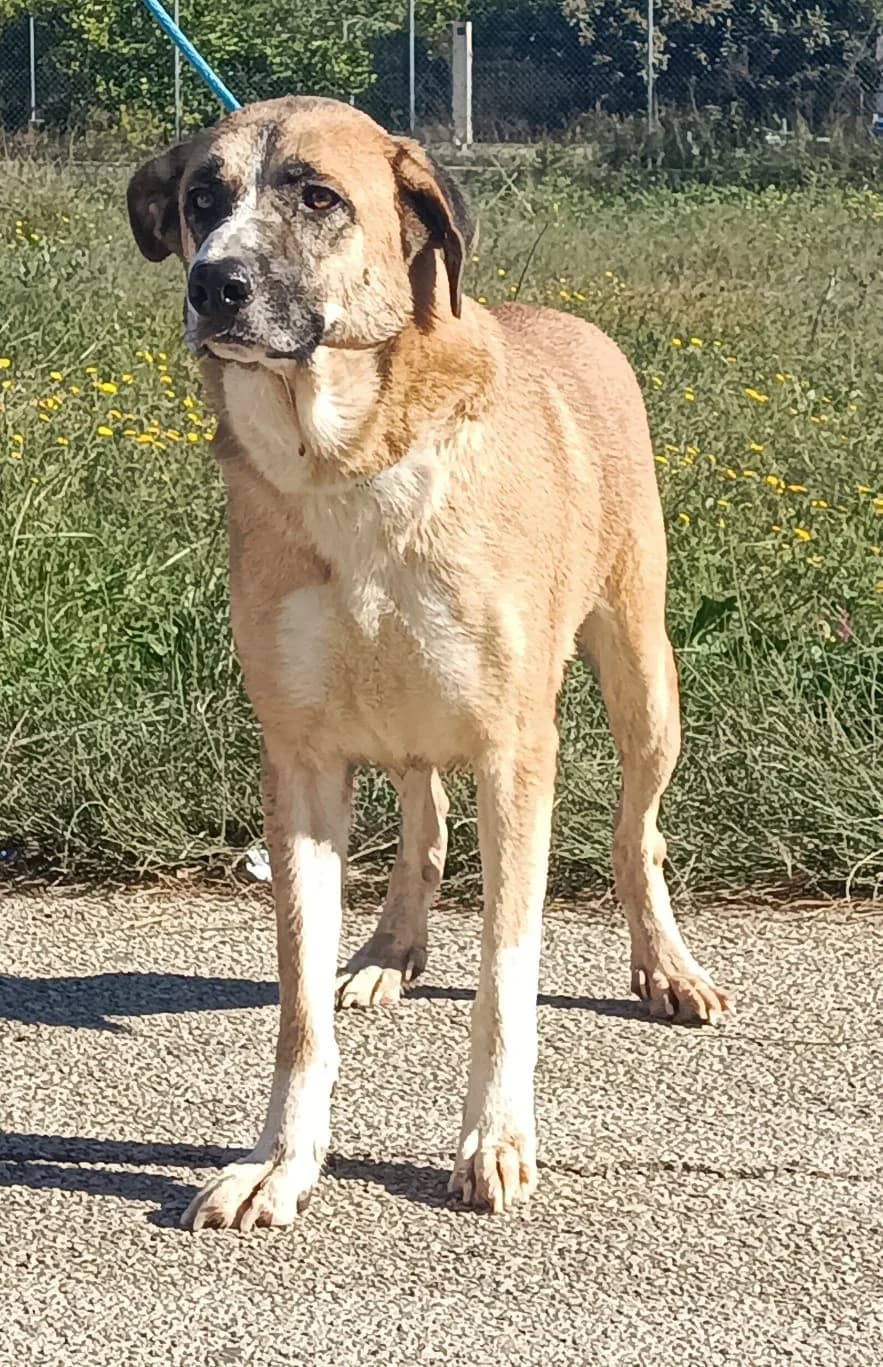 SULTAN, Canela/Blanco Pelo: Corto Peso: 28kg Se male 6yo Spanish Mastiff for adoption at AdoptaMur — Murcia Municipal Animal Adoption