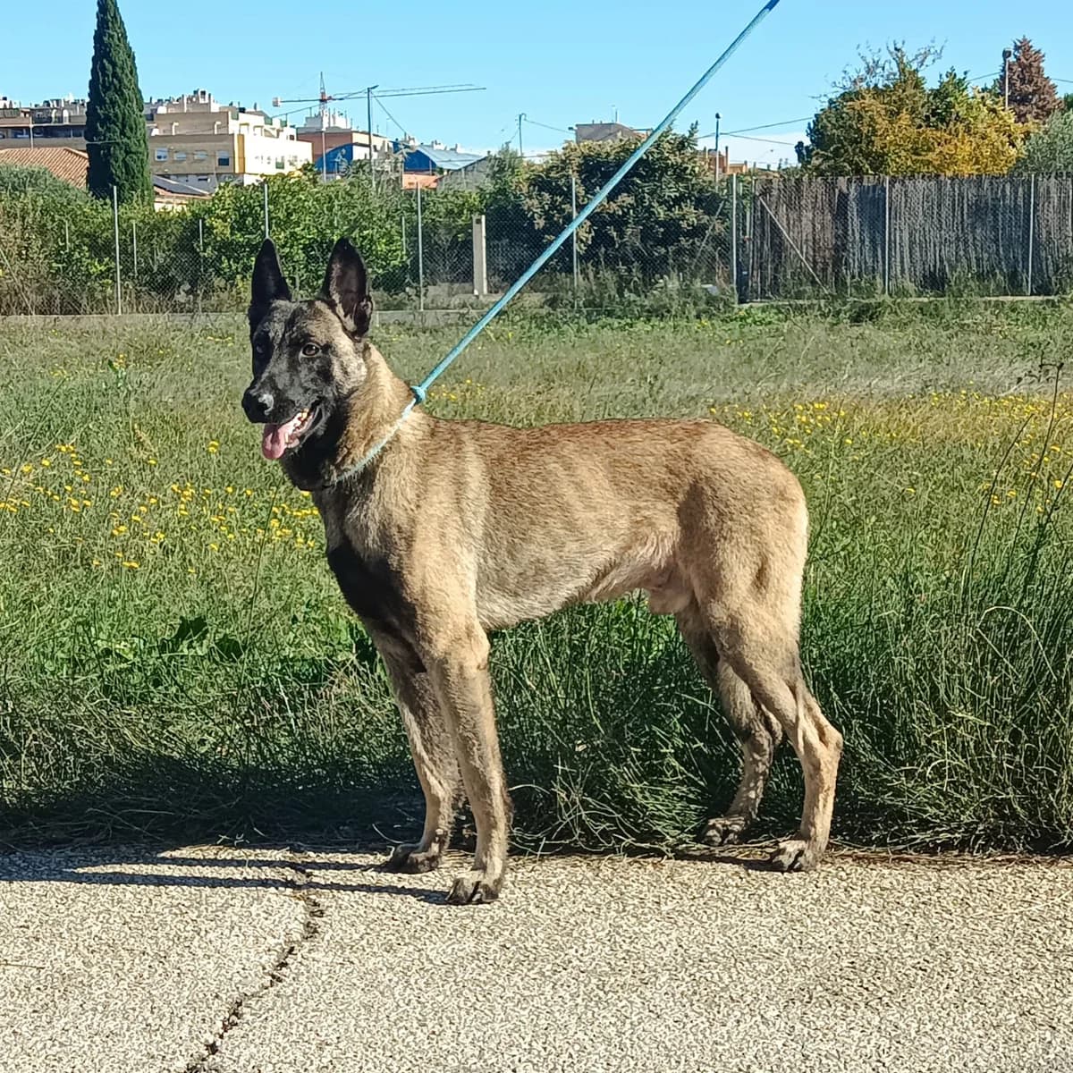 IF, Típico Pelo: Corto Peso: 22kg Carácter: male young Belgian Malinois for adoption at AdoptaMur — Murcia Municipal Animal Adoption