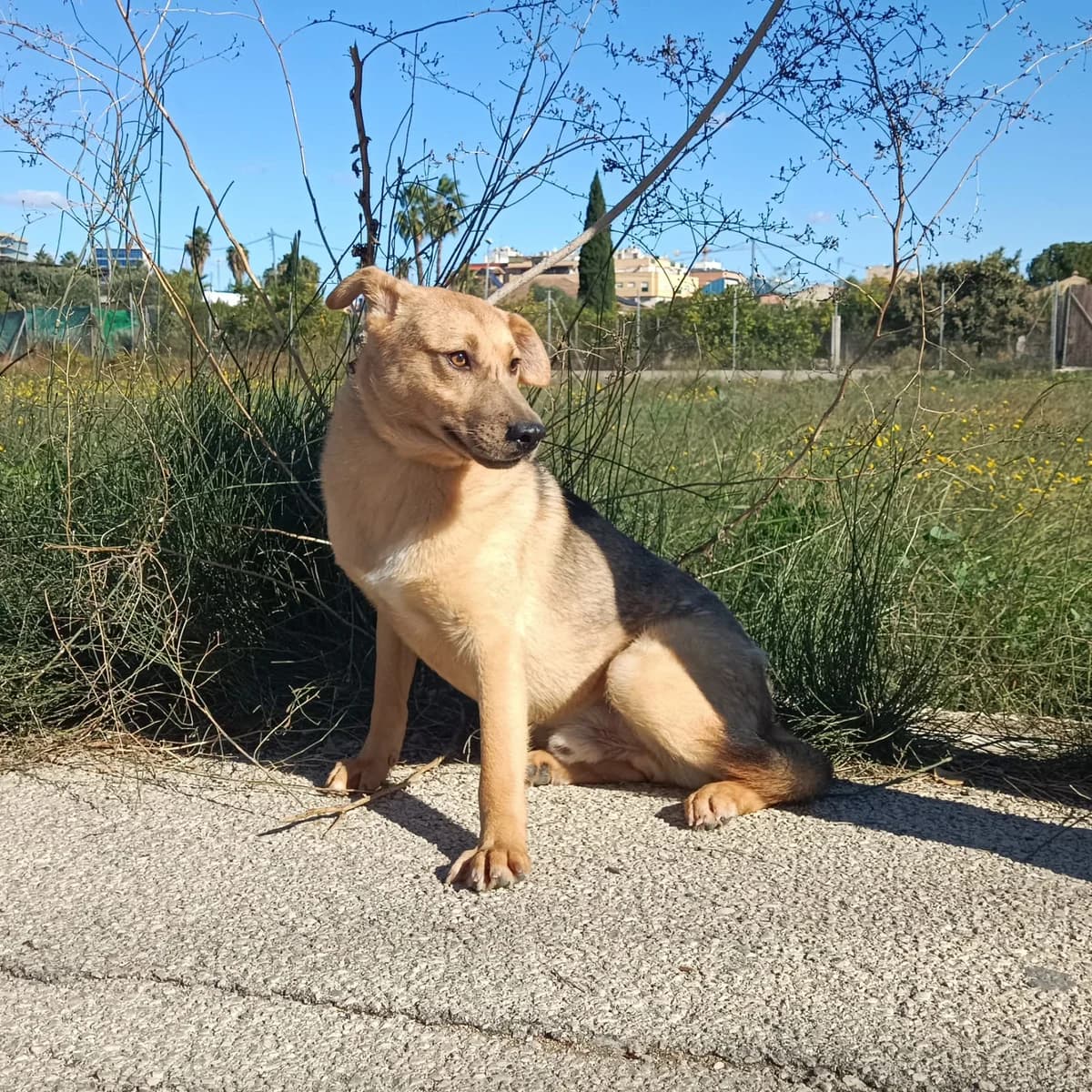 TIMÓN, Canela Pelo: Corto Peso: 17kg Se entrega male 3yo Mixed Breed for adoption at AdoptaMur — Murcia Municipal Animal Adoption