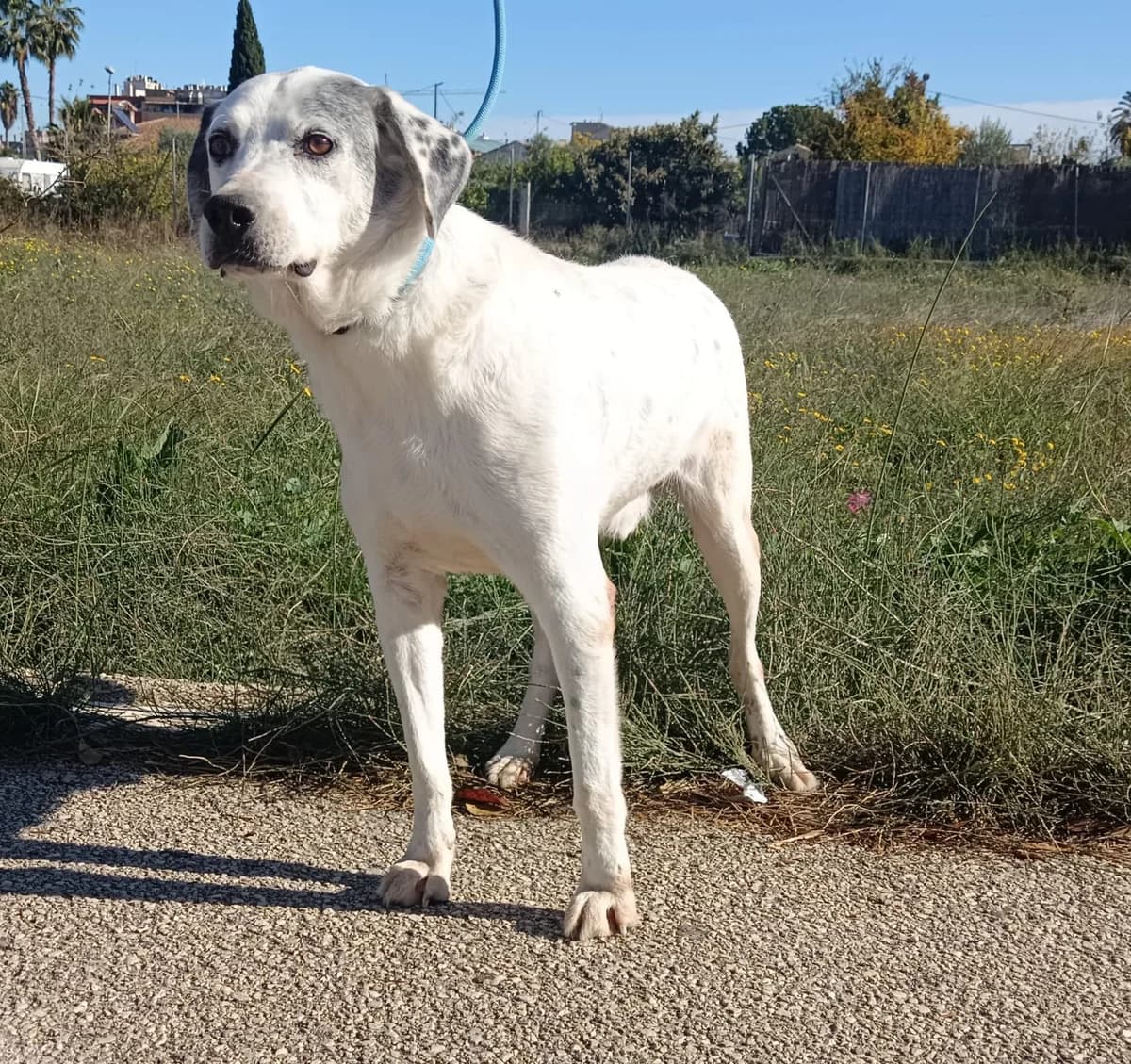 PIRATA, Blanco Pelo: Corto Peso: 20 male senior Mixed Breed for adoption at AdoptaMur — Murcia Municipal Animal Adoption