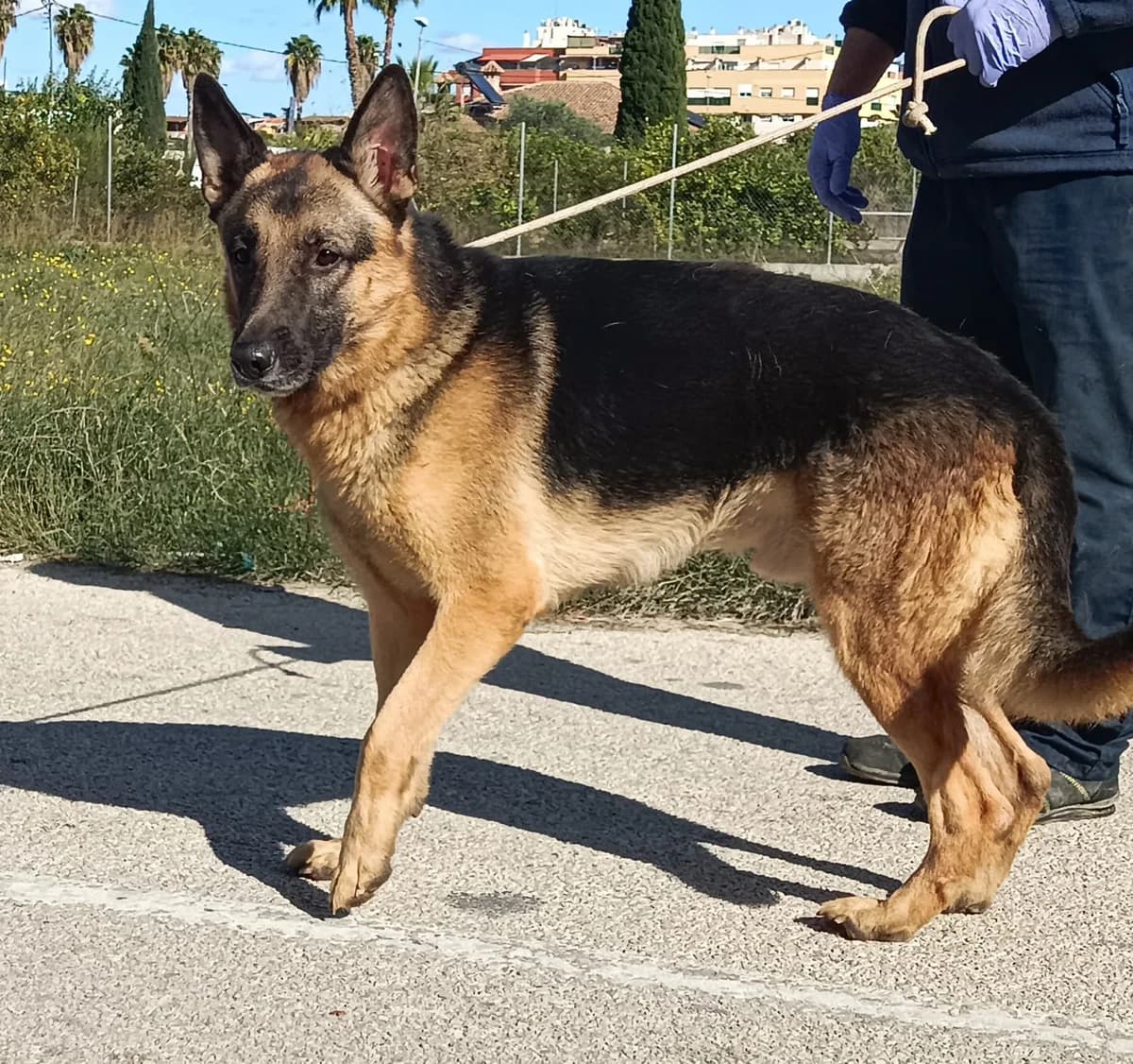 BRONCO, Negro/Fuego Pelo: Corto Peso: 29 male 7yo German Shepherd for adoption at AdoptaMur — Murcia Municipal Animal Adoption