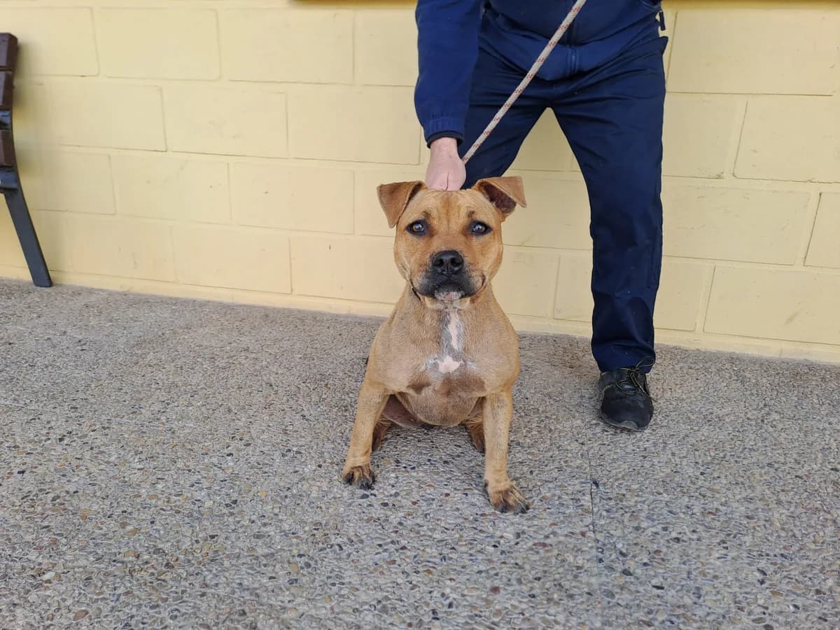 RAQUEL, Canela Pelo: Corto Peso: 18 female 3yo Staffordshire Bull Terrier for adoption at AdoptaMur — Murcia Municipal Animal Adoption