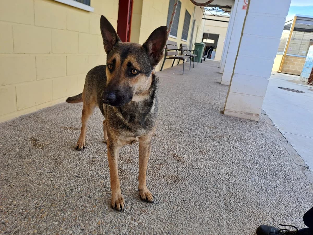 WILSON, Lobero Pelo: Corto Peso: 21kg Se entrega male 4yo Mixed Breed for adoption at AdoptaMur — Murcia Municipal Animal Adoption
