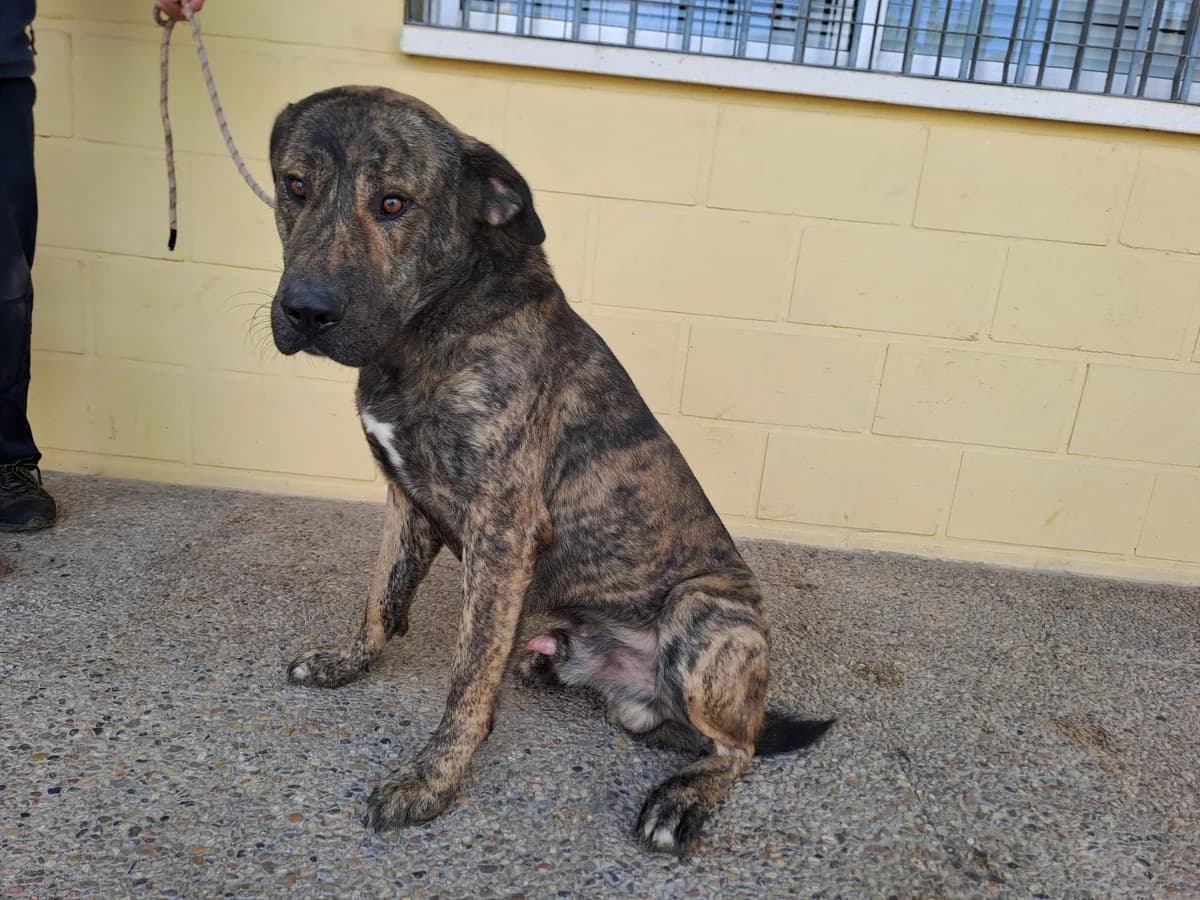 ANDY, Atigrado Pelo: Corto Peso: 35kg Carácter male young Spanish Mastiff for adoption at AdoptaMur — Murcia Municipal Animal Adoption
