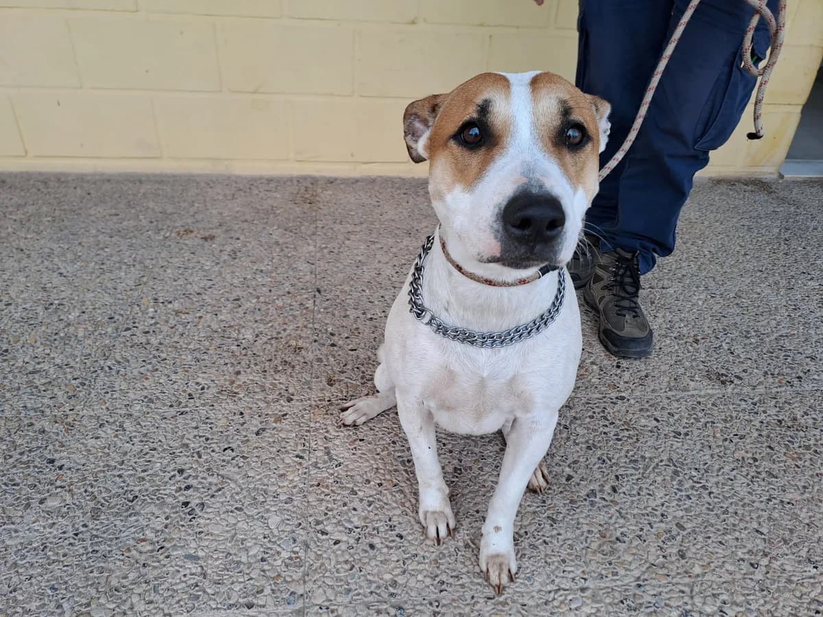 CLARA, Blanco y canela Pelo: Corto Peso: 24 female young Mixed Breed for adoption at AdoptaMur — Murcia Municipal Animal Adoption