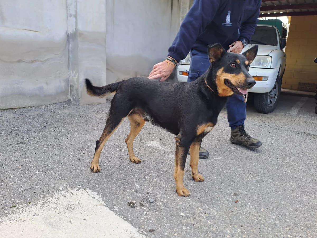 FRODO, Negro/Fuego Pelo: Corto Carácter: El car male 7yo German Shepherd for adoption at AdoptaMur — Murcia Municipal Animal Adoption