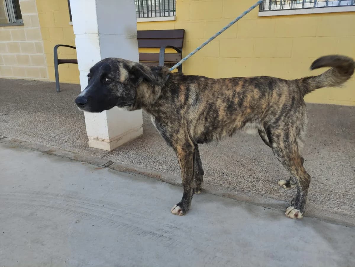 YOI, Atigrado Pelo: Corto Peso: 22 male young Mixed Breed for adoption at AdoptaMur — Murcia Municipal Animal Adoption
