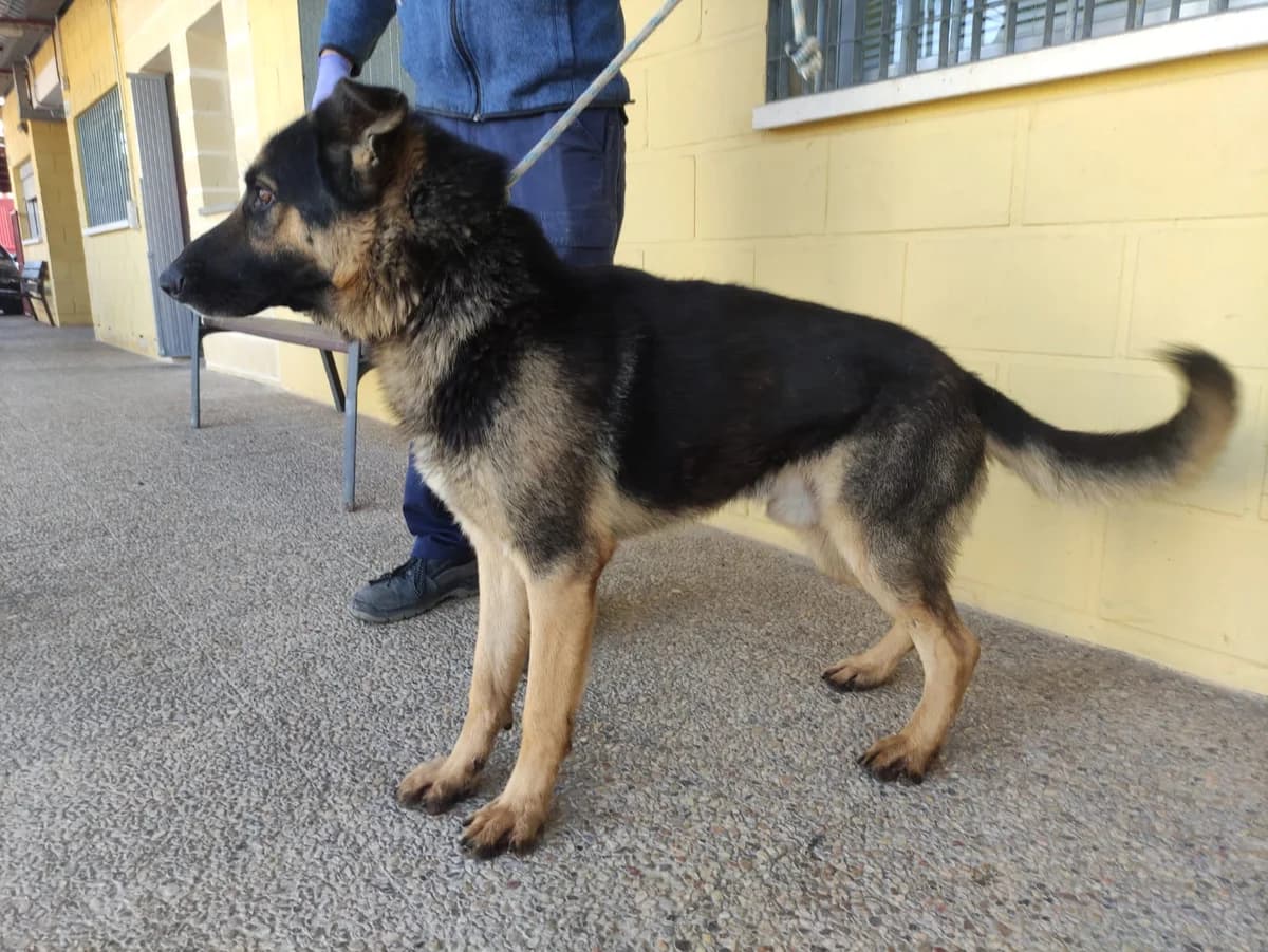 ANTÓN, Negro/Fuego Pelo: Corto Peso: 33kg Carác male 4yo German Shepherd for adoption at AdoptaMur — Murcia Municipal Animal Adoption