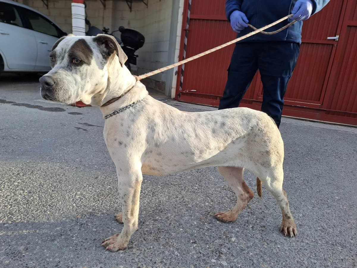 VEGA, Blanca/Gris moteado Pelo: Corto Peso: 22 female young Pit Bull Terrier for adoption at AdoptaMur — Murcia Municipal Animal Adoption