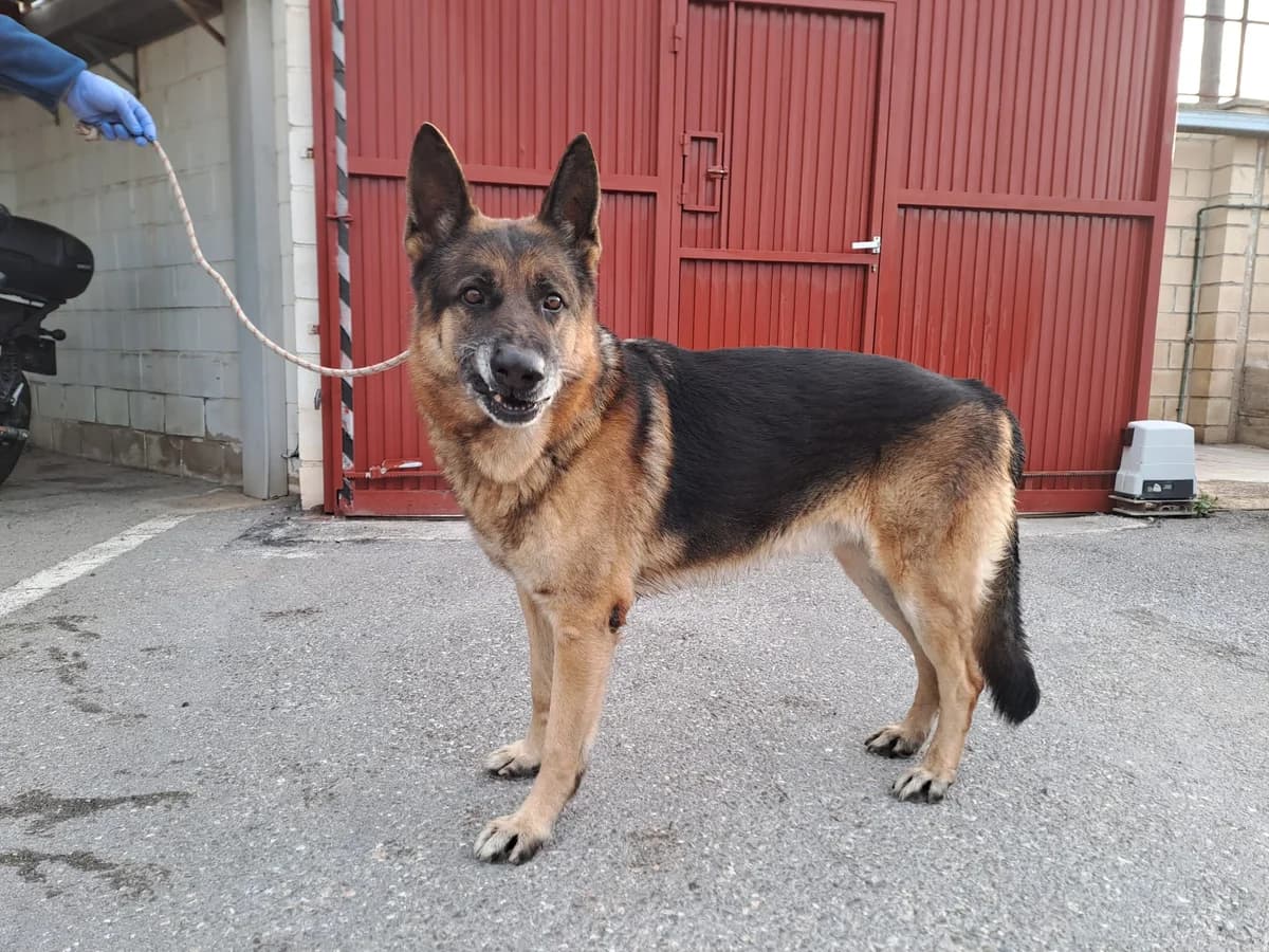 REX, Negro/Fuego Pelo: Corto Carácter: Es un male senior German Shepherd for adoption at AdoptaMur — Murcia Municipal Animal Adoption