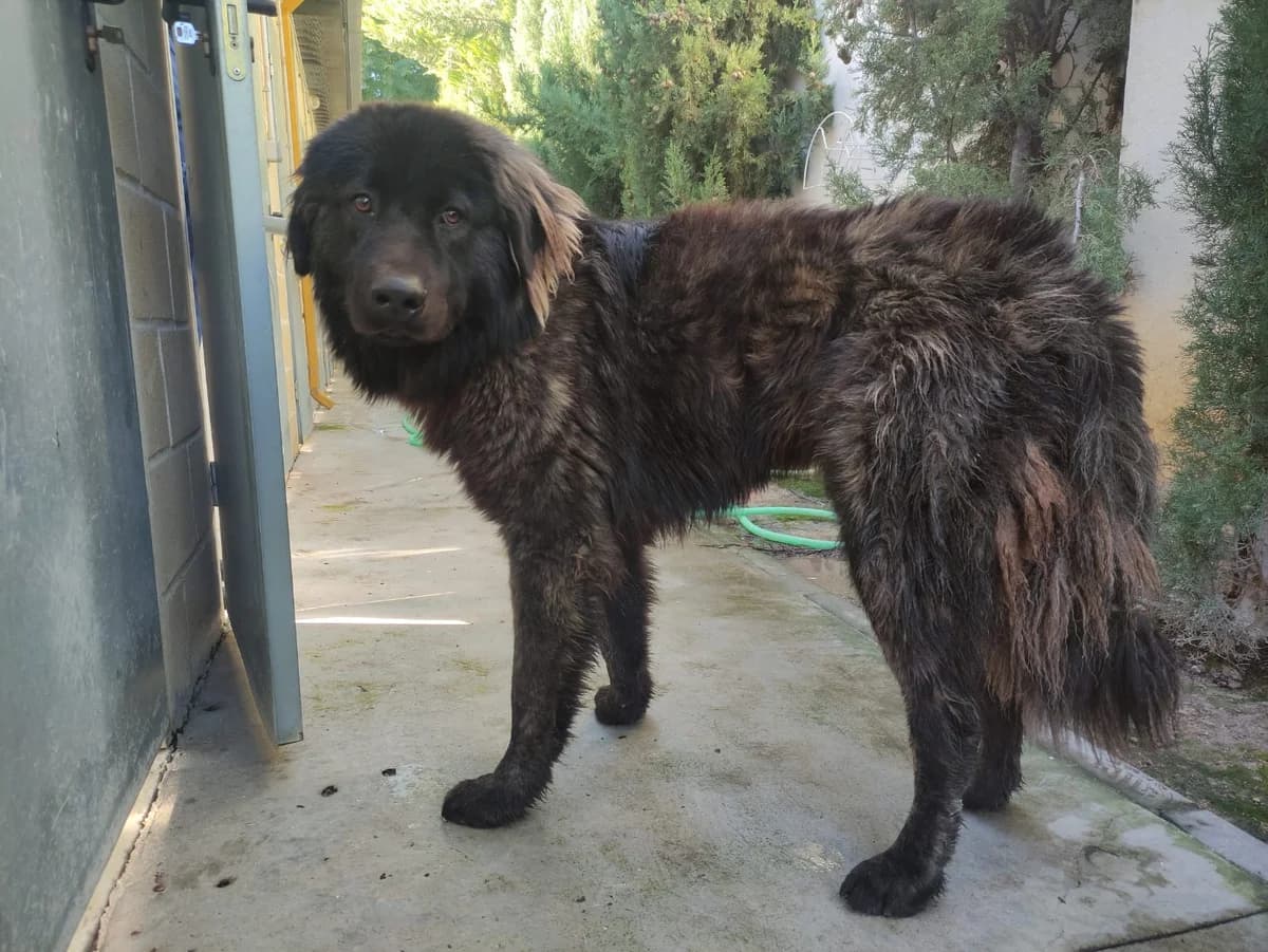 SANSÓN, Atigrado Pelo: Largo Peso: 45kg Carácter male 3yo mixed breed for adoption at AdoptaMur — Murcia Municipal Animal Adoption