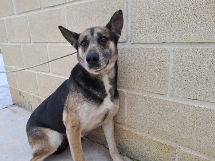 ARI, female senior German Shepherd for adoption at AdoptaMur — Murcia Municipal Animal Adoption