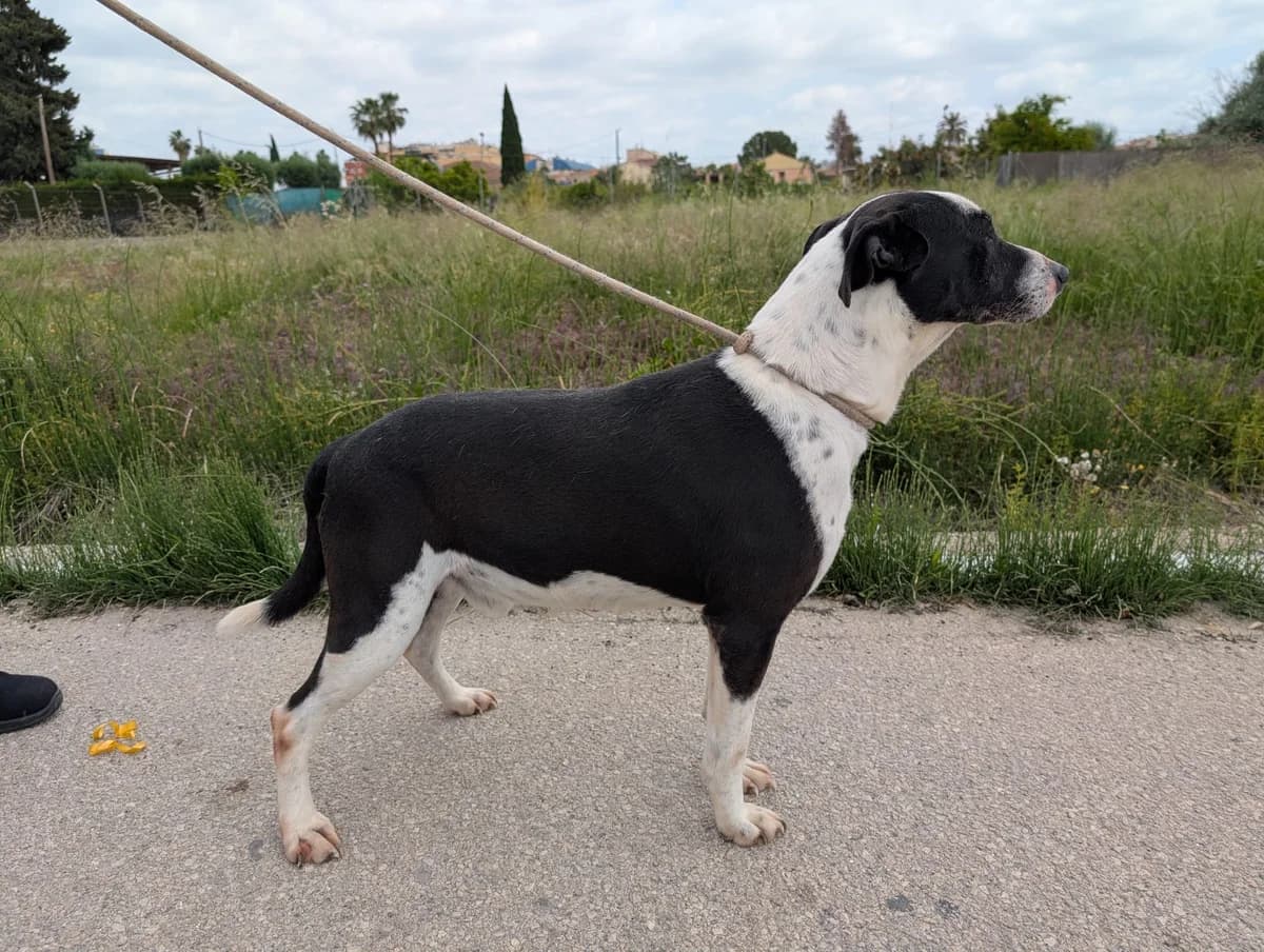 LALO, Blanco y negro Peso: 21 kg male senior Mixed Breed for adoption at AdoptaMur — Murcia Municipal Animal Adoption
