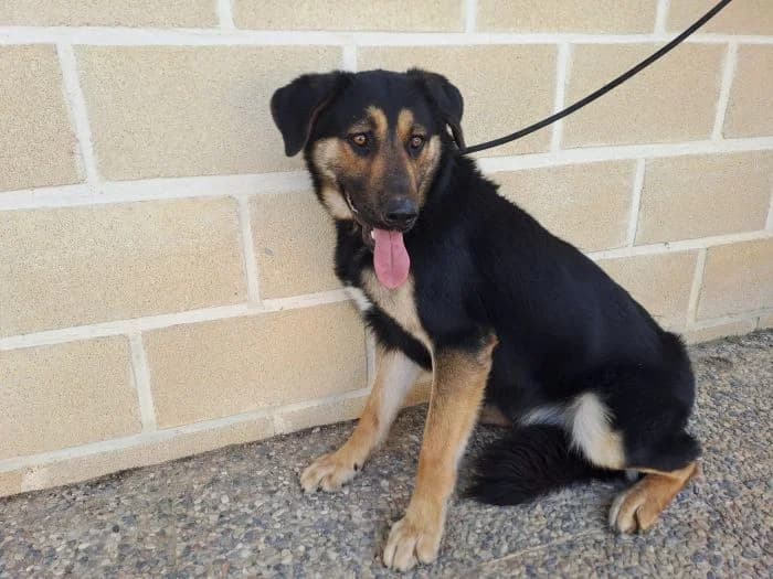 AMSTRONG, negro fuego Edad: 02/10/2023 Peso: 27 kg male 3yo German Shepherd for adoption at AdoptaMur — Murcia Municipal Animal Adoption